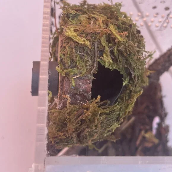 Hanging Moss Hide Spiders Jumping Spiders Insects Magnetic Stays on Enclosure