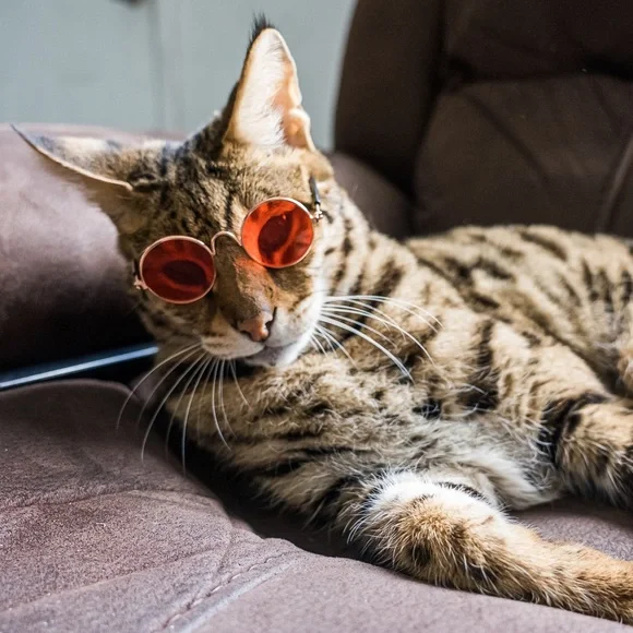 Sunglasses for small pet
