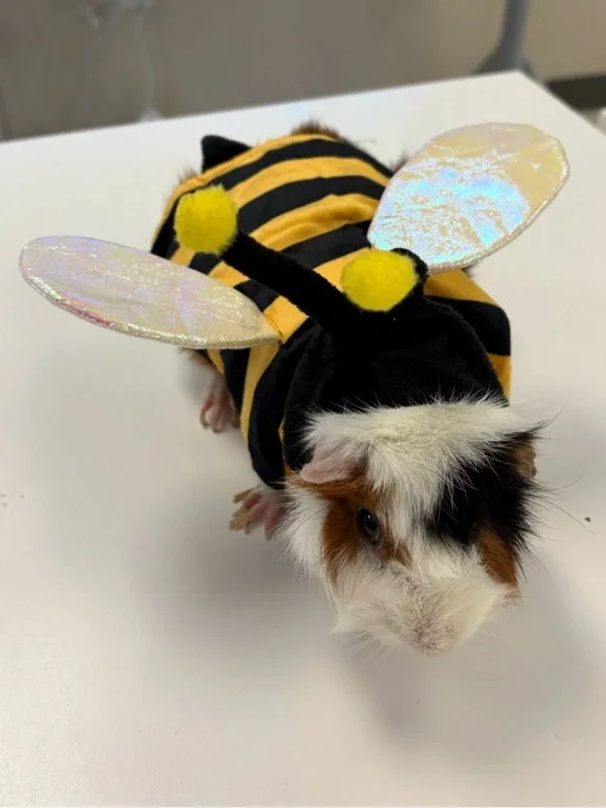 Cute Bee Costume for Small Pets - Yellow & Black