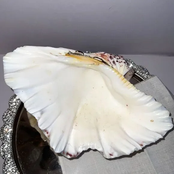 Beautiful ruffled clam shell NJ beach