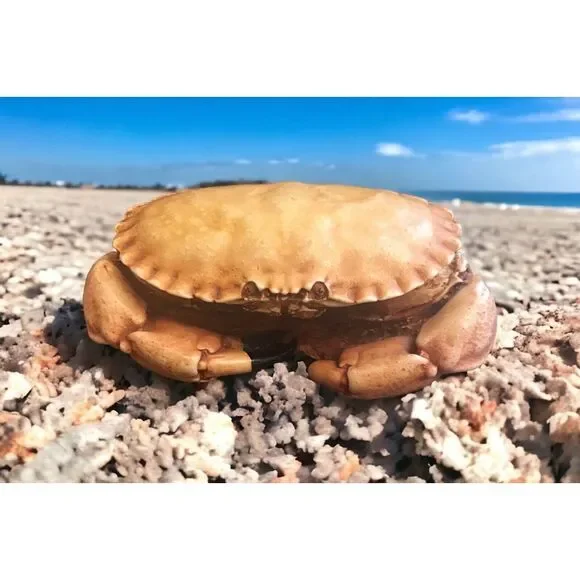Harmony‎ Kingdom Side Steppin Crab Memory/Trinket Box Figurine