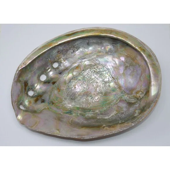 Large Red Abalone Haliotis rufescens Iridescent MOP 8x6 Shell