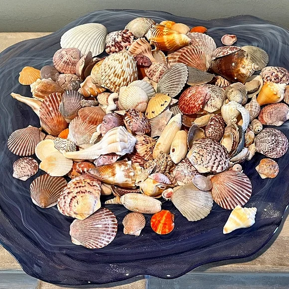Sanibel, Captiva, & 10,000 Island Seashells From SW Florida 1 Pound Asso…