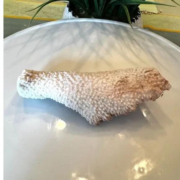 Small piece of white beach coral NJ beach