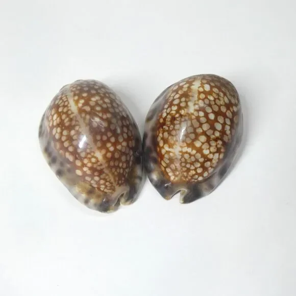 2 Mauritia Maculifera Blotched Cowry Shells Spotted 2.5