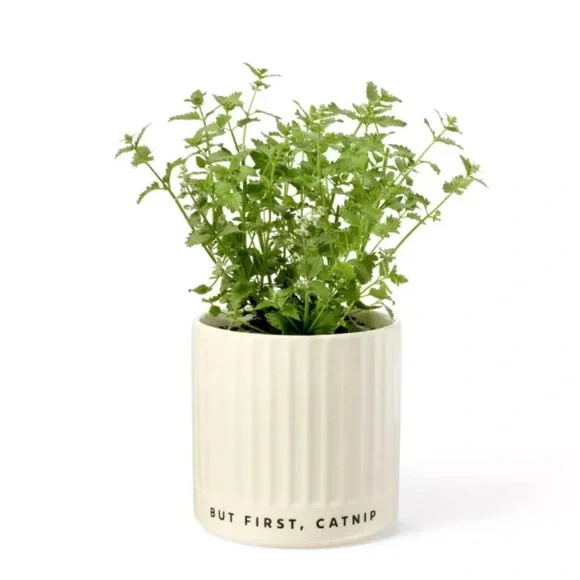 CUDDLE COLLAB NWT but first, catnip planter -cream
