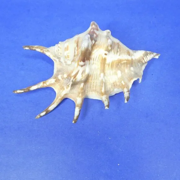 Lambis Shell Seashell 5.5