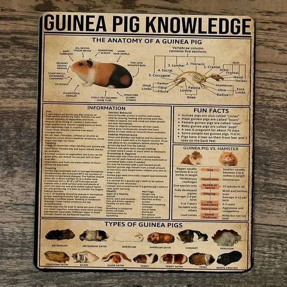 Mouse Pad Guinea Pig Knowledge‎