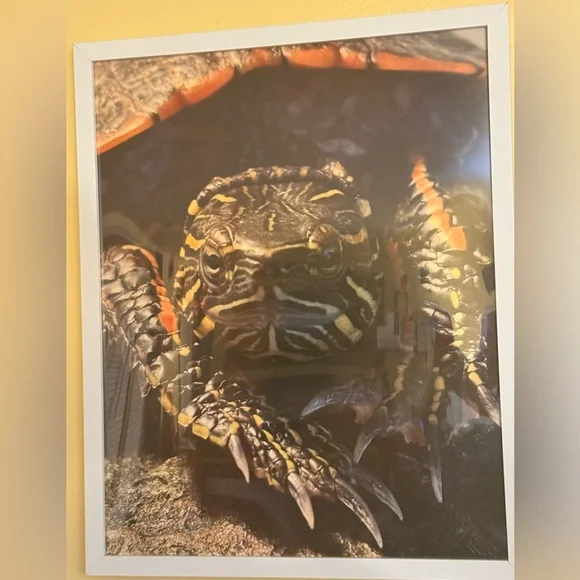 Reptile Wall Art Photo - “Show Stopper” taken by Dyan La Belle.