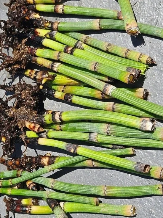 Horsetail Reed Plant Equisetum Hyemale 6 Cuttings With Roots