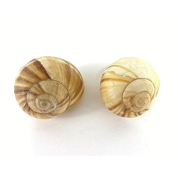 Lot of 2 Large Hermit Crab Shells Land Snail Shell 1.75 - 2