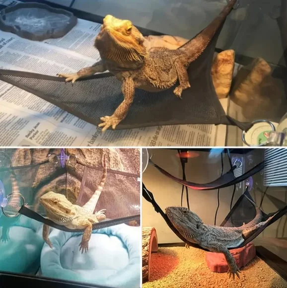 Iguana/Lizard Hammock