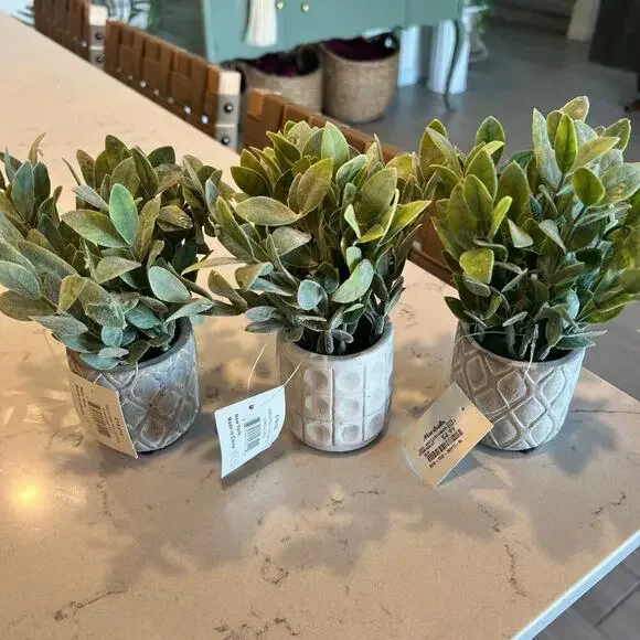 NWT 3 small plants