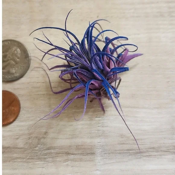 Purple Blue Color Treated Dried Airplant Small Tillandsia Botanical Decor