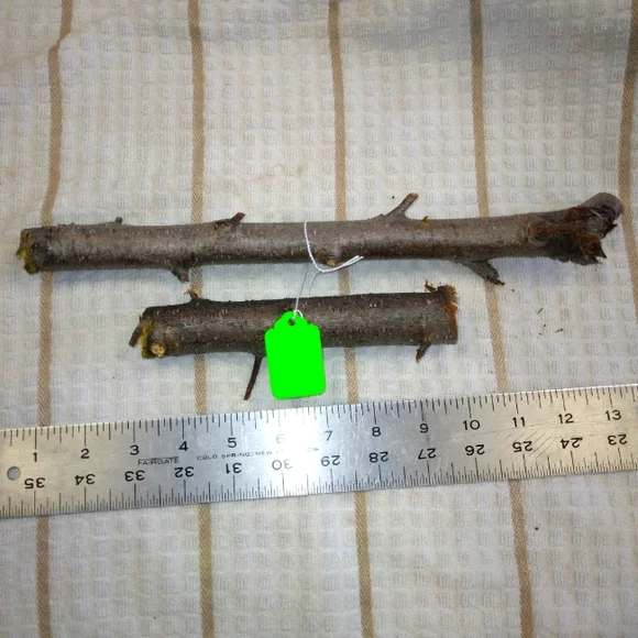 Peach Tree Branches for Crafting Isopods Reptiles Terarrium Jararrium Vivarium