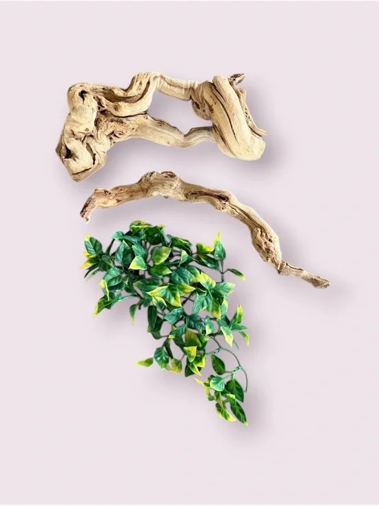 Reptile Terrarium Set - Thrive Hanging Terrarium Plant & Sandblasted Grapevine