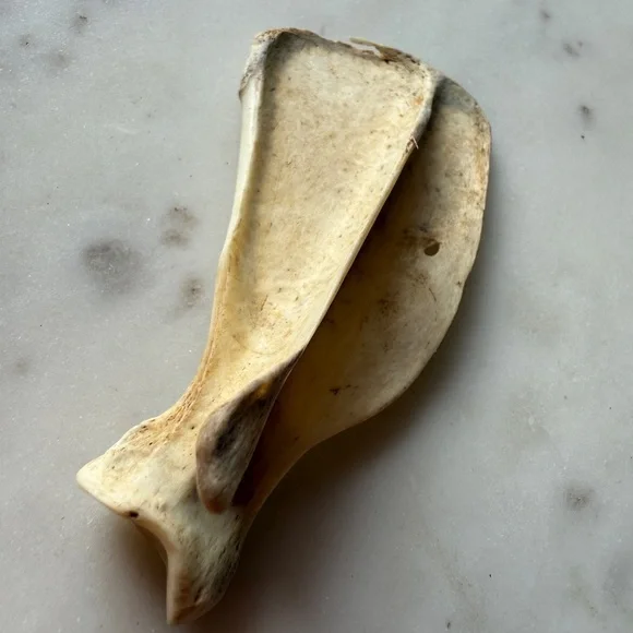 Natural Reptile Bone Chew Toy