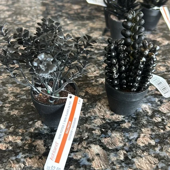 ASHLAND ASSORTED MINI POTTED SUCCULENT PLANTS LOT OF 11 NWT