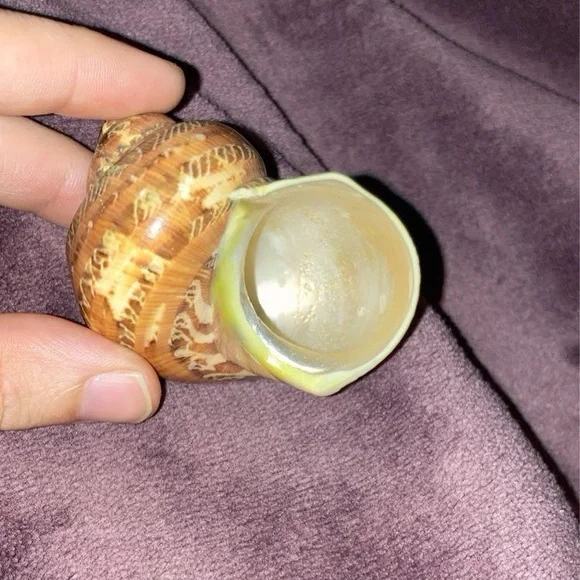 Sea shell
