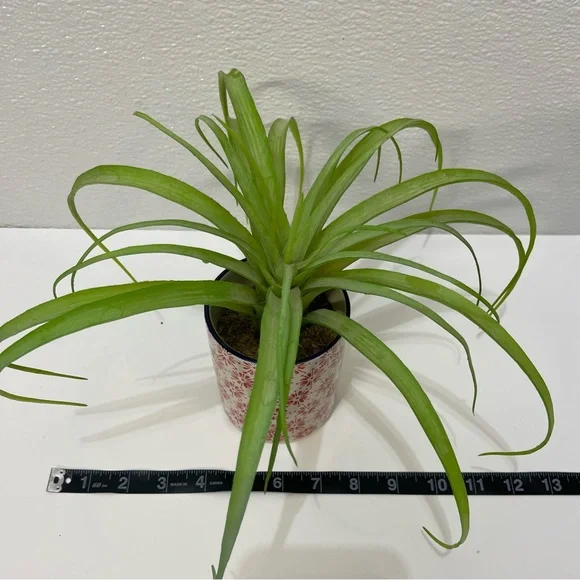 5/$25 Green Potted Decorative Plant for Home Accents