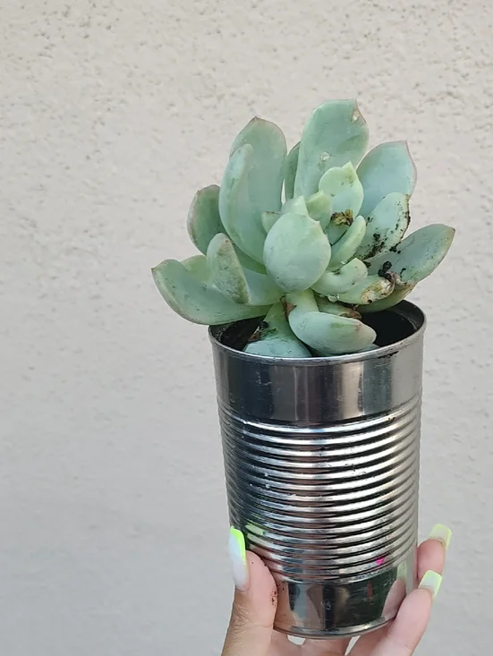 Green Succulent in Silver Planter - Home Accents