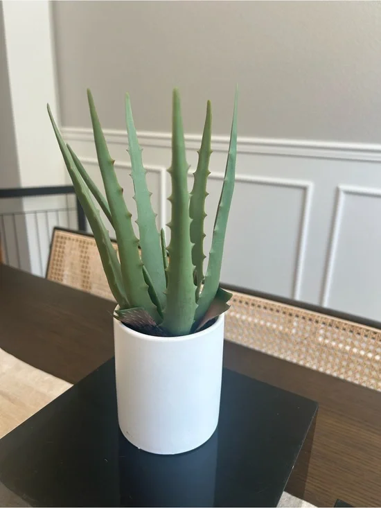 Faux Aloe Vera Plant in White Ceramic Pot | Modern Minimalist Decor