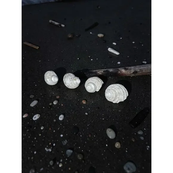 Beaded Periwinkle Shells