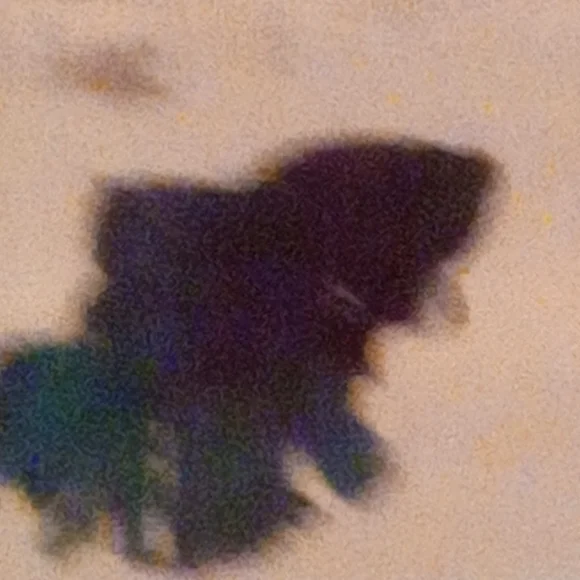 Betta crowntail female