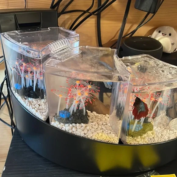 3 fish tank