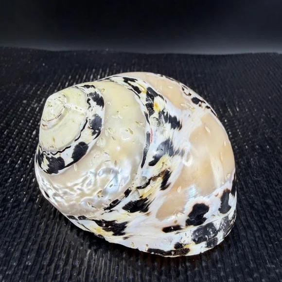 Polished Turbo Marmoratus Sea Shell Pearlescent Green Turban Mother of Pearl 3