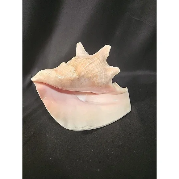 Queen‎ Conch Shell Pink Horned Large Seashell 9 x 7 Nautical Beach Ocean Coastal