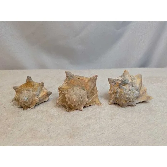 Lot of 3 Spiky Conch Sea Shells Natural Beach Nautical Decor Collection