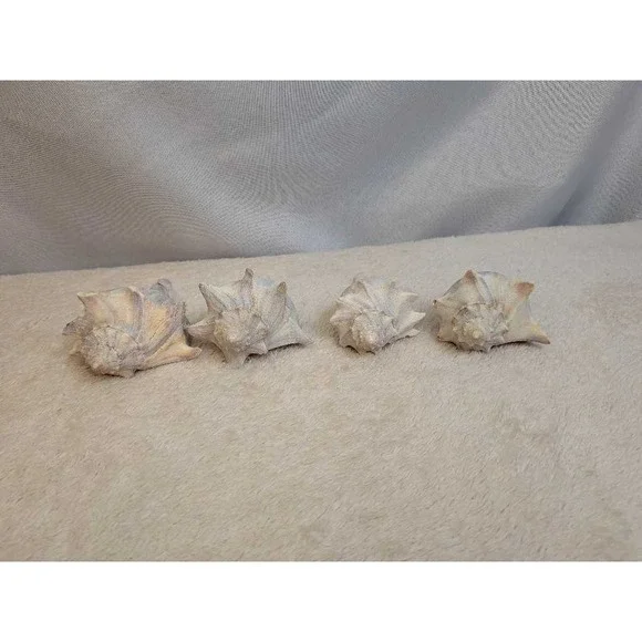 Lot Of 4 Conch Sea Shells Natural Beach Decor Coastal Nautical