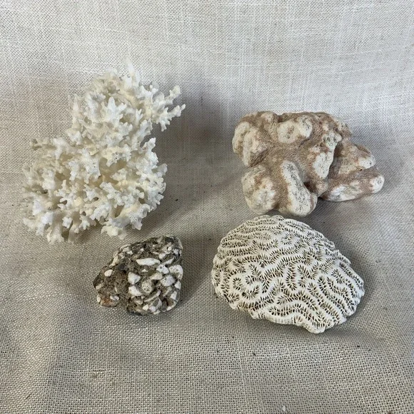 Natural Sea Finger Branch Brain Assorted Coral Aquarium Decor