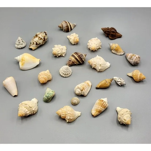 Lot of 25 Natural Sea Shells Mixed Sizes Art Craft Decorative Aquarium HomeDecor