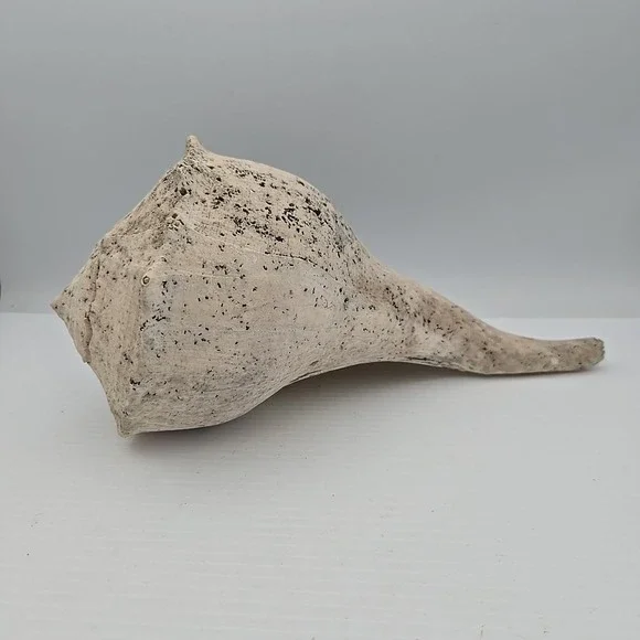 Large Lightning Whelk 10