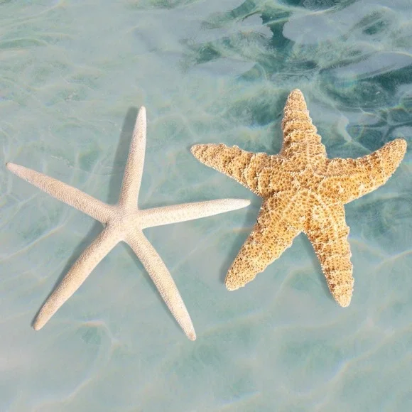 2x Large Real Dried Starfish Sea Stars - 7 