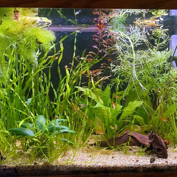 Live Aquarium Plants: Corkscrew Valisenaria
