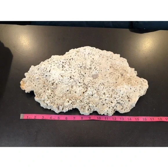 Coral Reef Cluster Specimen - 16