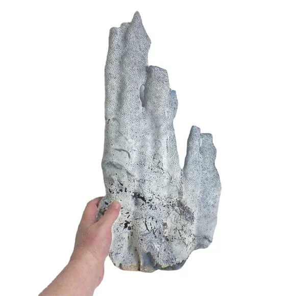 Massive Rare Blue Ridge Coral Specimen Heliopora Coerulea