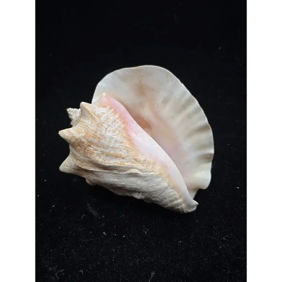 Large Queen Conch Shell 7