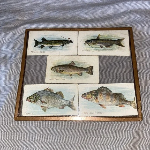 Piedmont Fish Series Maskalonge Spotted Catfish Rainbow Trout Perch Yellow Perch
