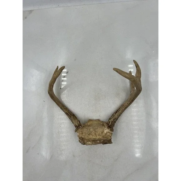 Deer Antlers Skull Plate European Mount 6 Point Real Bone Taxidermy Decor Cabin