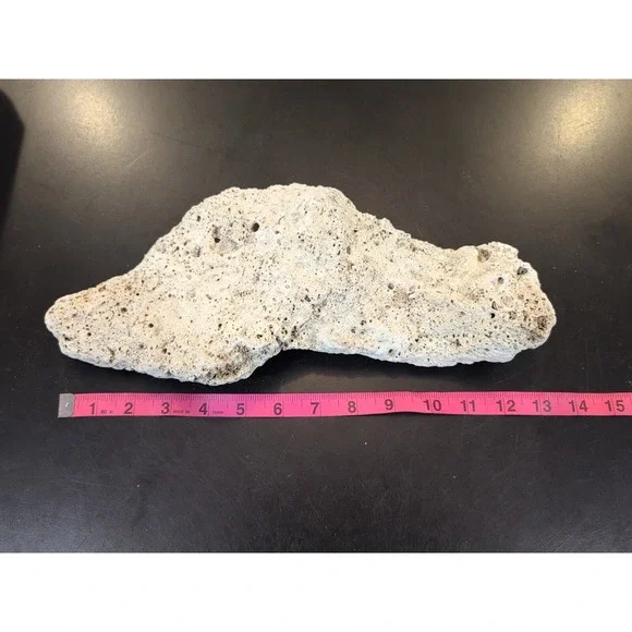 Coral Reef Cluster Specimen - 13