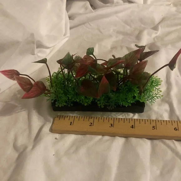 Aquarium green bunch plant