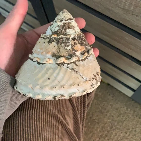 Shell!