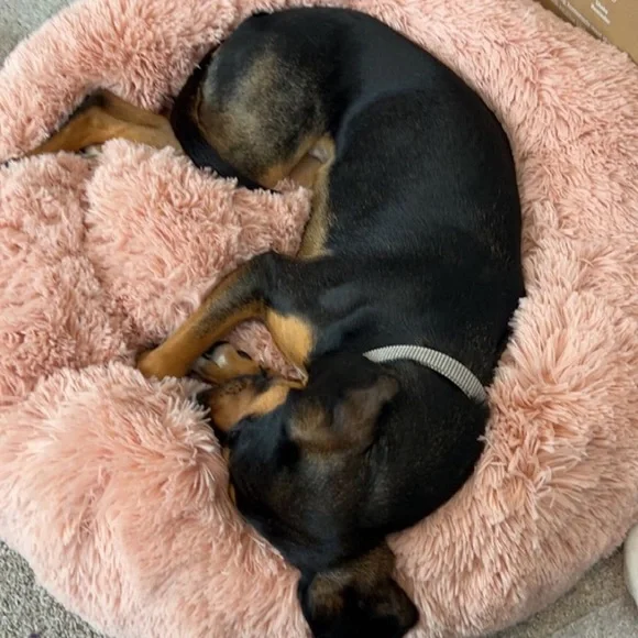 Light pink Fur Round Container calming bed Deluxe Super Plush Pet Bed
