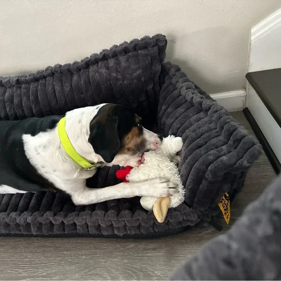 bed it’s new too small to out dog