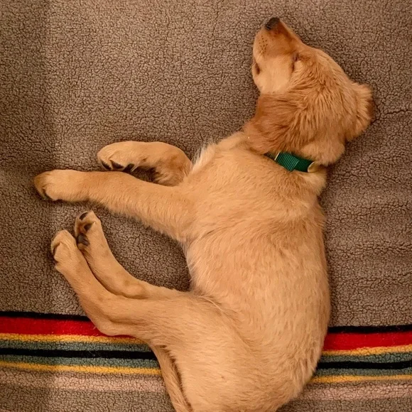Pendleton Yakima National Park Dog Bed