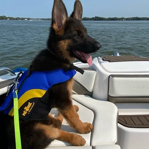 PetSafe Blue and Black Dog Life Jacket